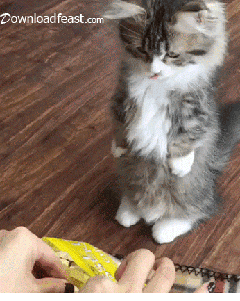 a3eggh.gif