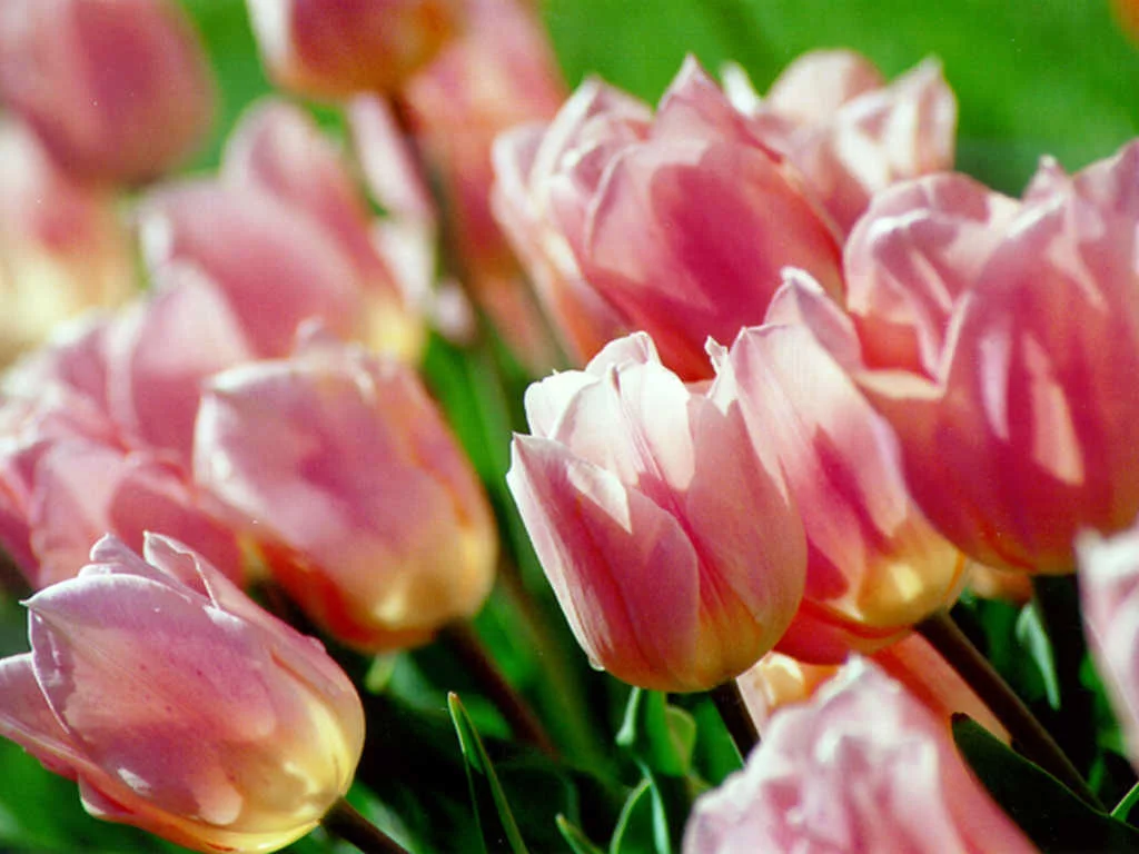 a3hcfe.webp