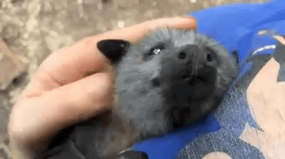 a3hdja.gif