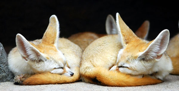 %A4%D0%B5%D0%BD%D0%B5%D0%BA%20(fennec%20fox)%20(9).jpg