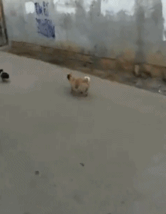 a40f04af7c88c225.gif