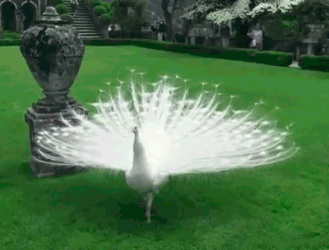 a4afc3cf2f4e662d19.gif
