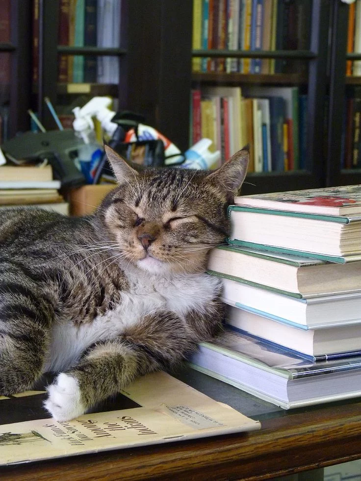 a4c4f35ff7ffc07600f9--cat-sleeping-sleeping-beauty.webp
