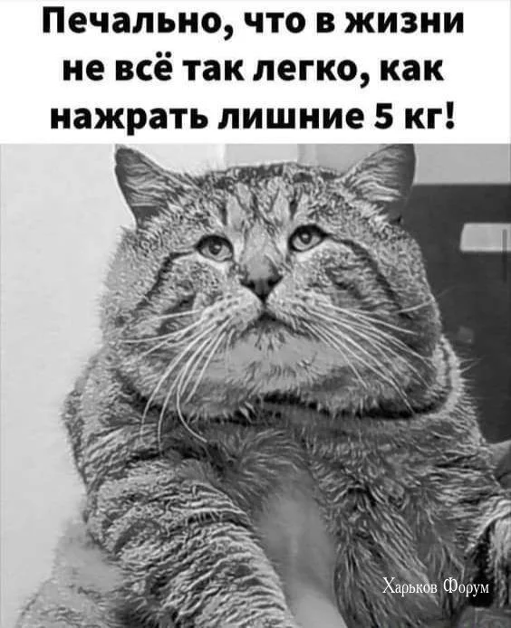 a4d25d183c46bc2299.webp