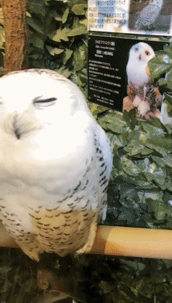a4d2feee6adcde3019.gif