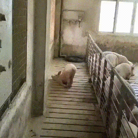 a56d4b43b81a39a5.gif