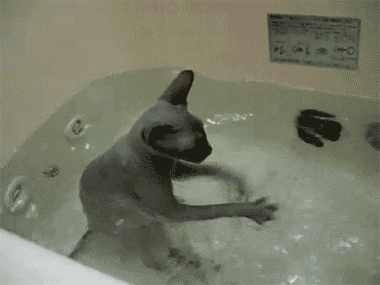a5b89a4cc20f8c5a03f.gif