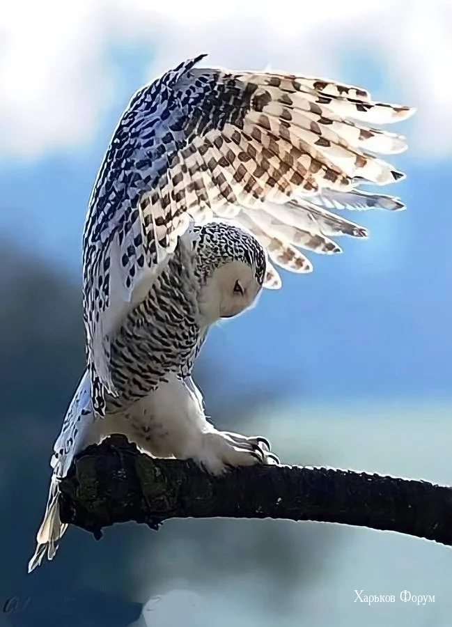 a5e8083151285ada4c2d.webp