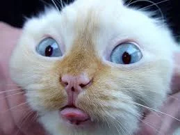 a5fhgh.webp
