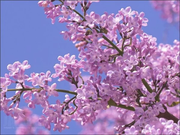 a5jjde.webp