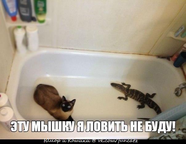 a6dWdQAx6aY.jpg