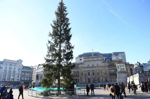 a7390cb-0-trafalgar-square-christmas-tree.webp