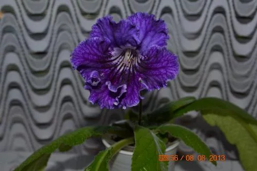 a75556870b7ade5b3f6ddbbfced11bb2.webp