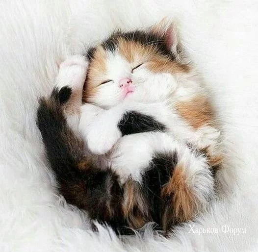a75f98c7bd0846a61155.webp