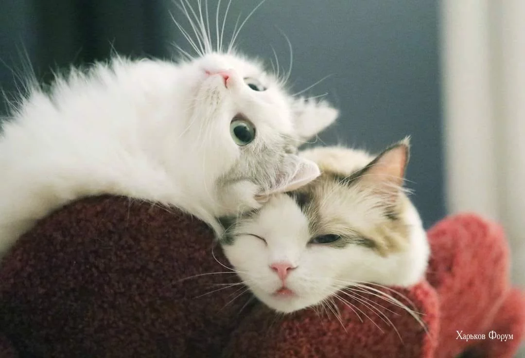 a7c573604752e66c912.webp