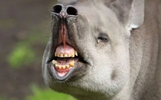 a8hchd.webp