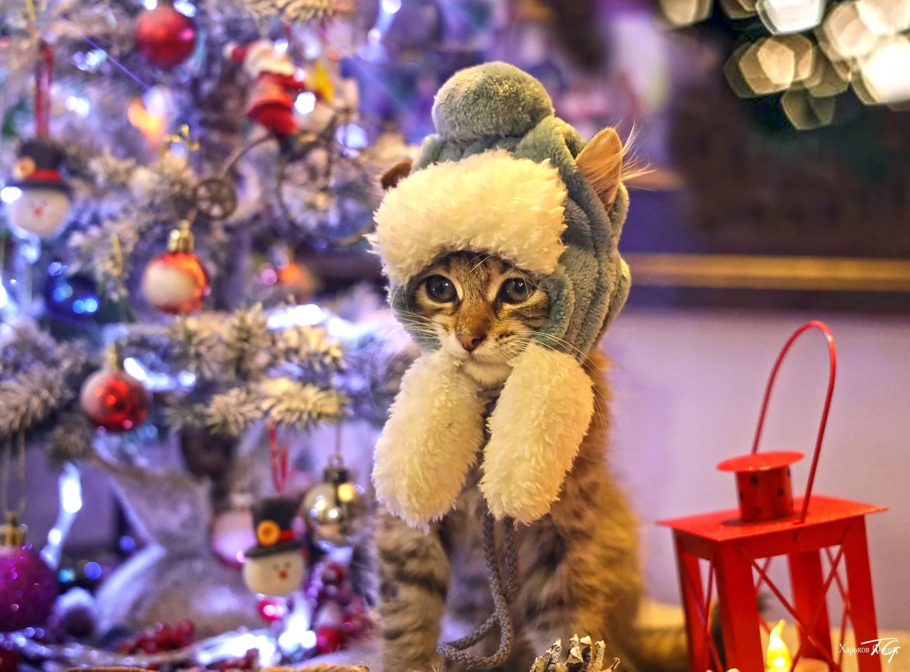 a94bd26c712f16516a7.webp