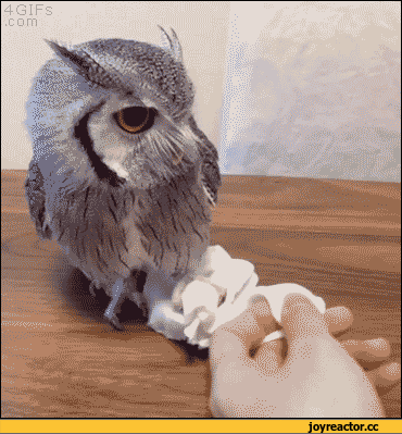 a9557f26683957c0b668.gif