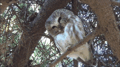 a99aeabd44beade421.gif