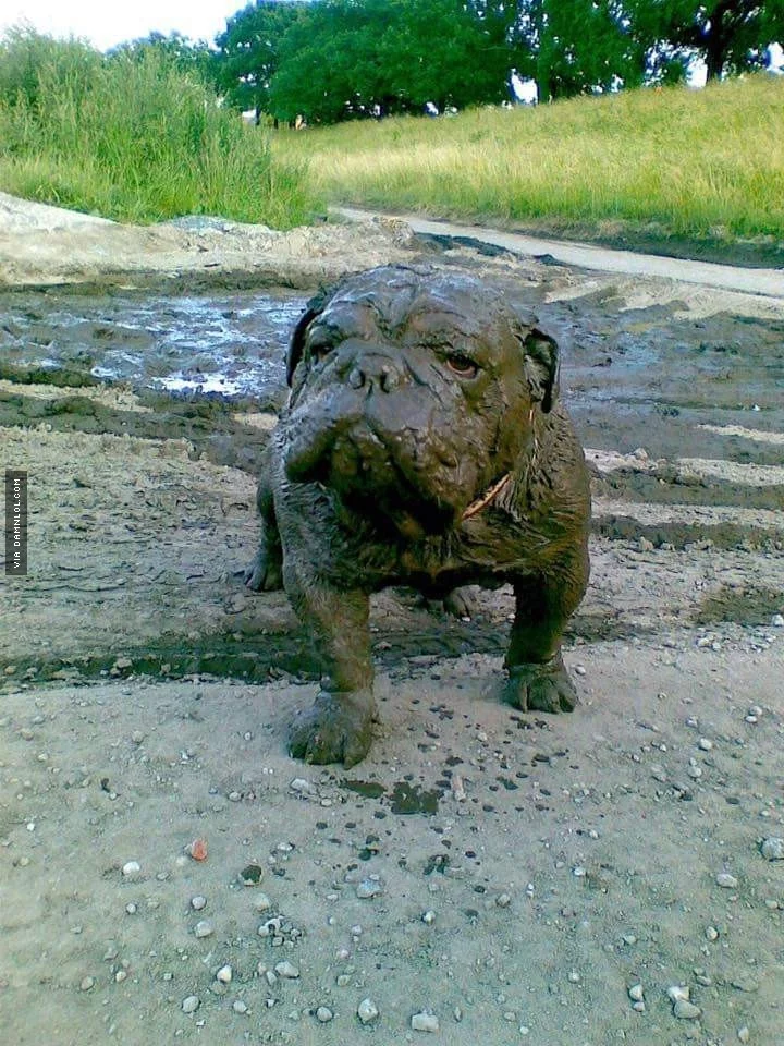 a9dfgb.webp