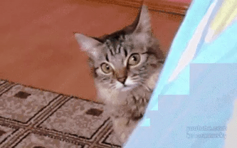 a9e188510f691a833a3d54b.gif