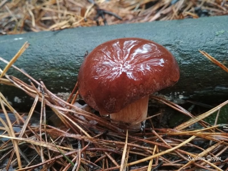 a9eff1c5aeecb35559fc445.jpg