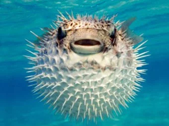 a_340x255.webp