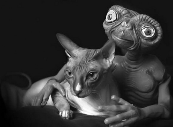 A_GATTOET.jpg