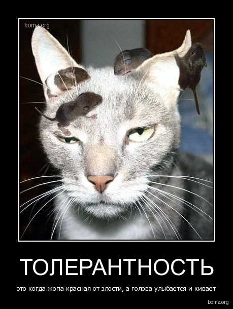 a_krasnaya_ot_zlosti_a_golova_uliybaetsya_i_kivaet.webp