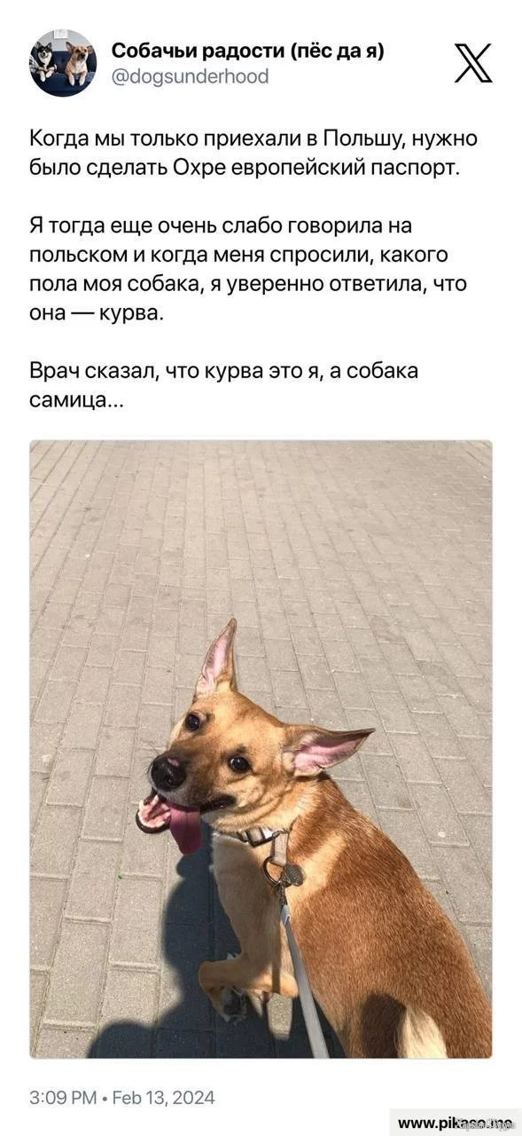 ****а_Самица .webp