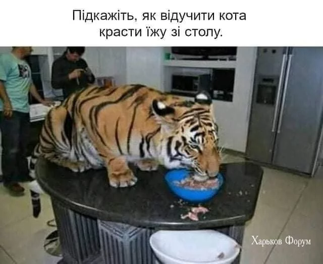 aa1630679579026f7279a4d.webp