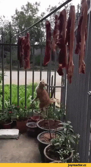 aa276b4f1b1585cfff7b4.gif
