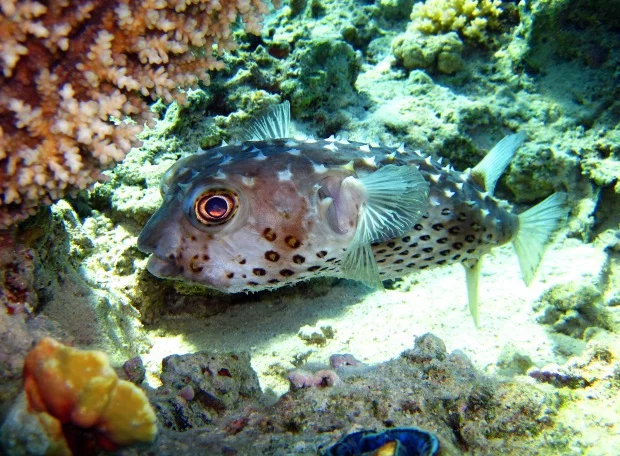 aa8bfc.webp