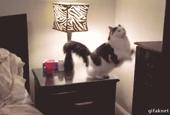 aa8dgb.gif