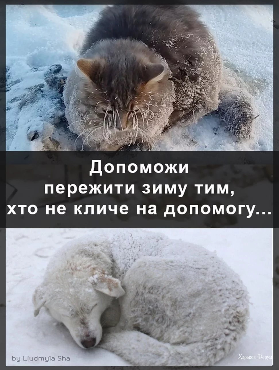 aad03b490efff9af1114.webp