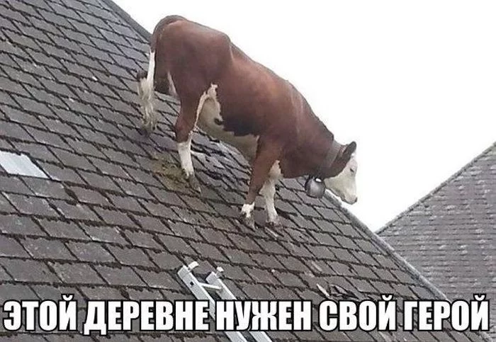 aah2ha.webp