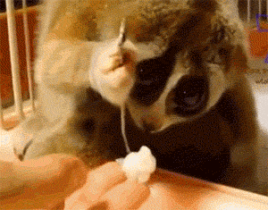 ab266fc1b53d4425a4d.gif