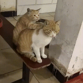 ab7109718df1bfa72.gif