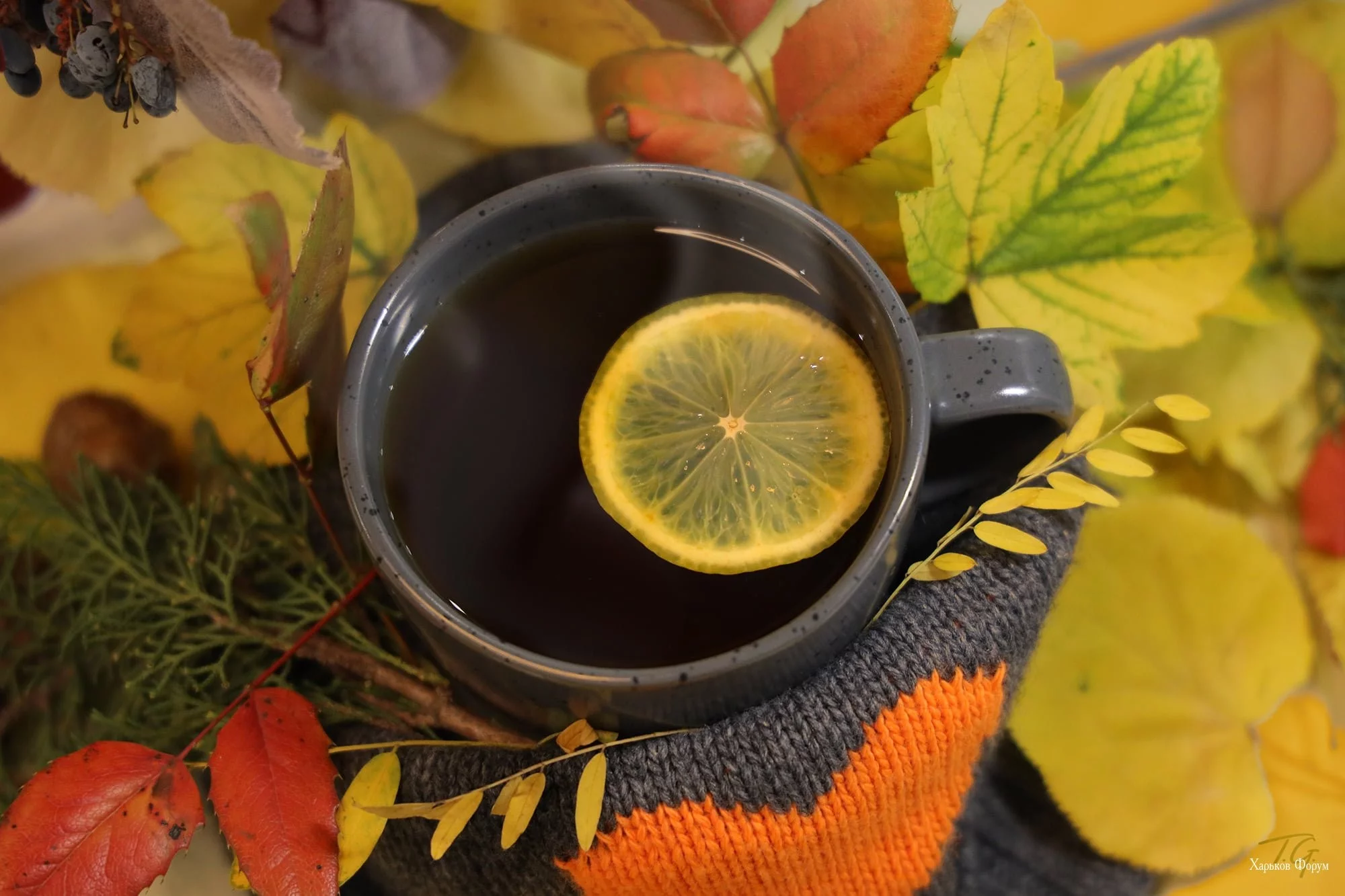 ab93c19755425b45fe8e226.webp