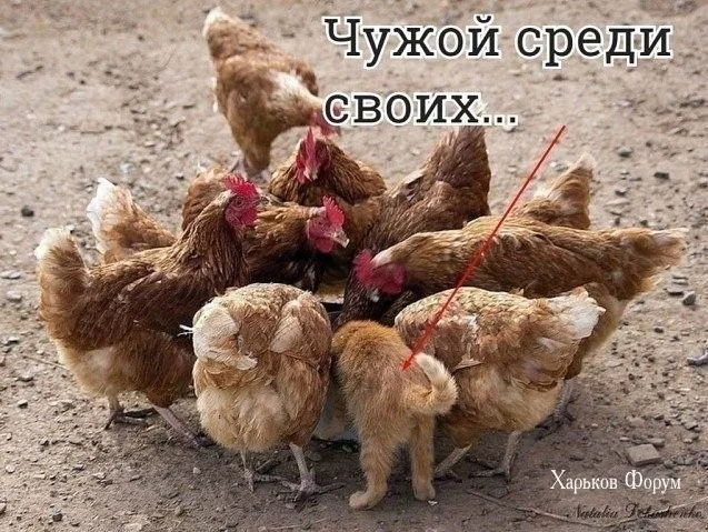ab9a65ddfe84c797a.webp
