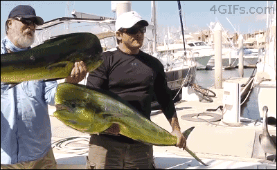 abc9c1849c8c2d4b39.gif