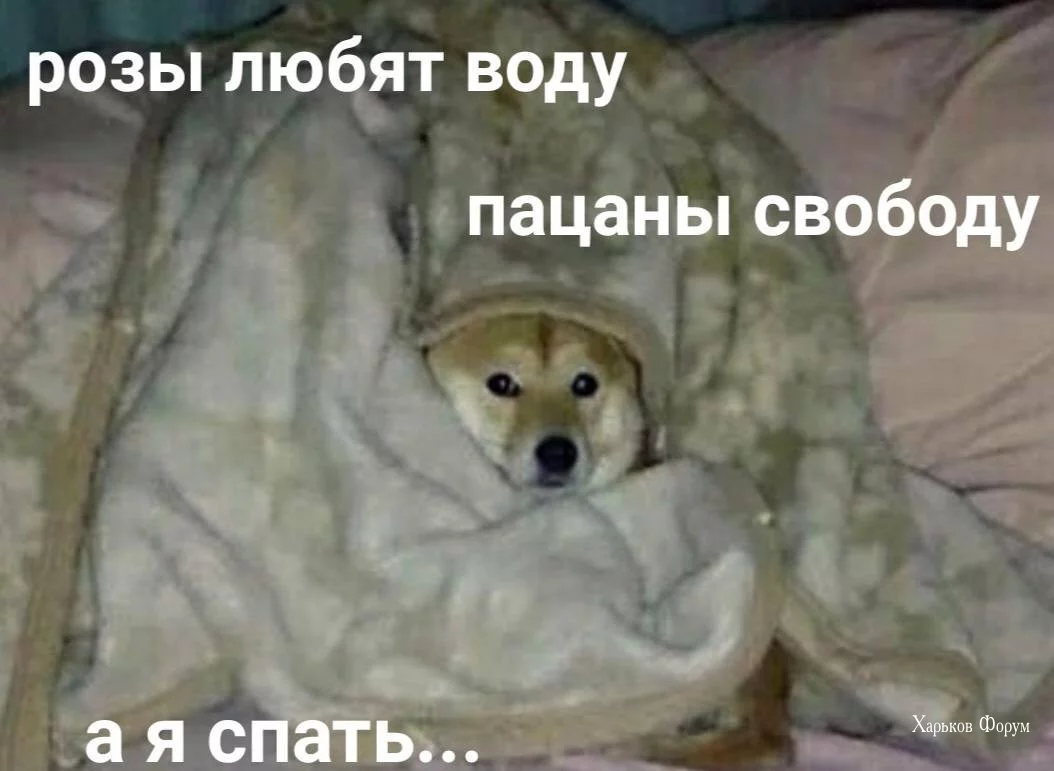 abcc4bfcbe654cd2ea37f.webp