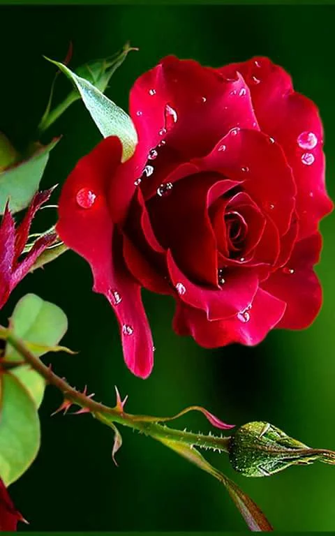 abcf0j.webp