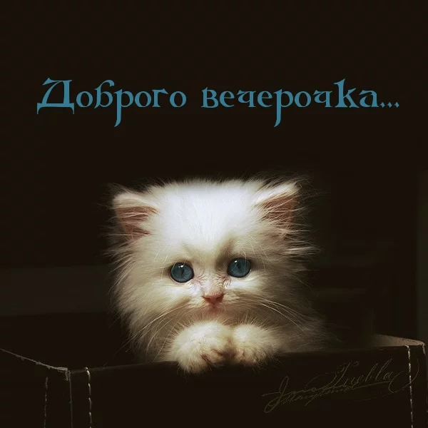 abech0.webp