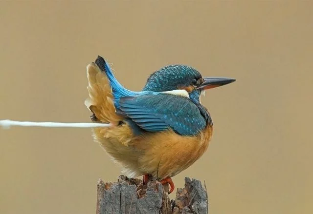 abj1fc.webp