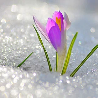 abjjg8.webp