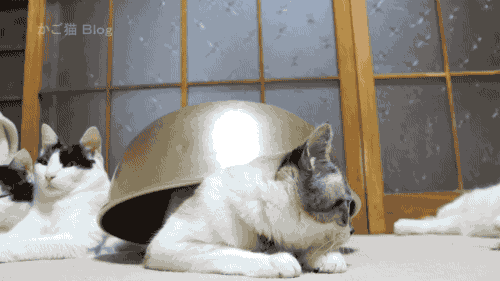 ac274fdd325aa15b8e8.gif