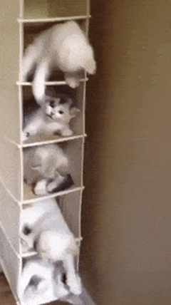ac2dba.gif