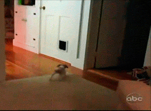 ac52daebbc642f8b5c2afa9c564ee499.gif