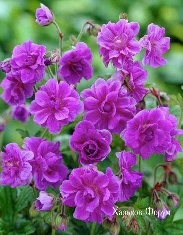 ac7b69daa825c97e5a19be.webp